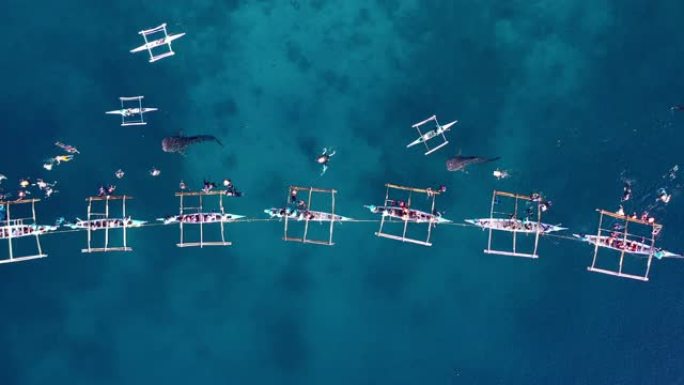 鸟瞰图Oslob鲸鲨观赏，渔民从船上喂鲸鲨供游客在4K菲律宾宿务岛Oslob观看鲸鲨。