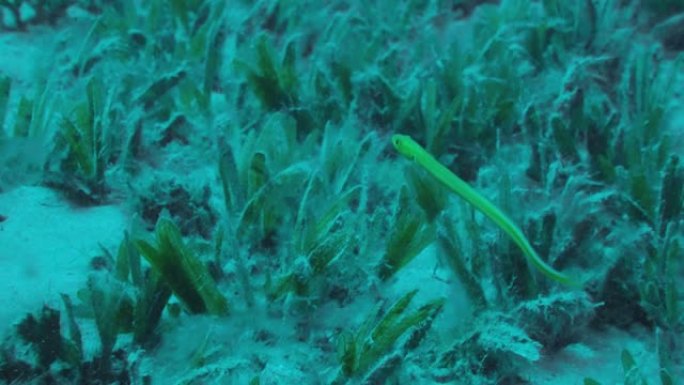 黄色蠕虫鱼在沙底覆盖的海草上游泳。Onespot蠕虫鱼或蠕虫虎鱼 (Gunnellichthys m