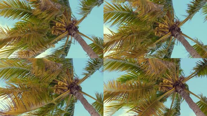 椰树底部视图。热带场景