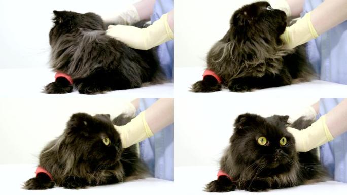 家畜。兽医在兽医诊所检查苏格兰折叠猫。4K
