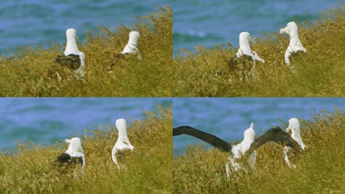 Diomedea sanfordi-北皇家信天翁在南岛奥塔哥半岛附近的新西兰巢穴上哭泣，白鸟在海面上