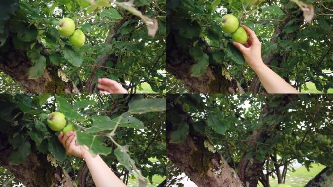 在苹果园用手从树上摘下新鲜的，季节性的绿色苹果