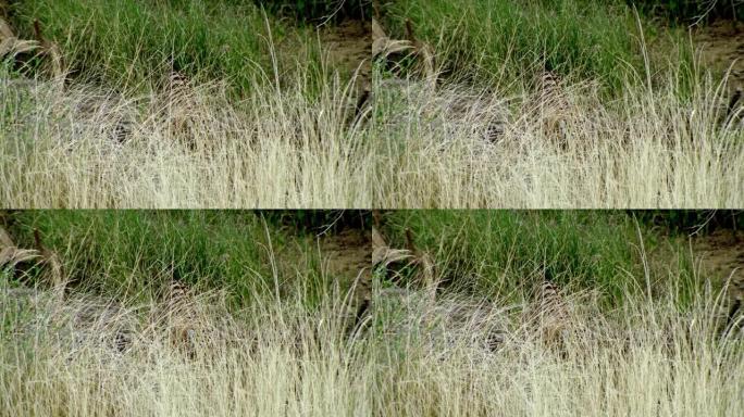 老虎在灌木丛后面喝水