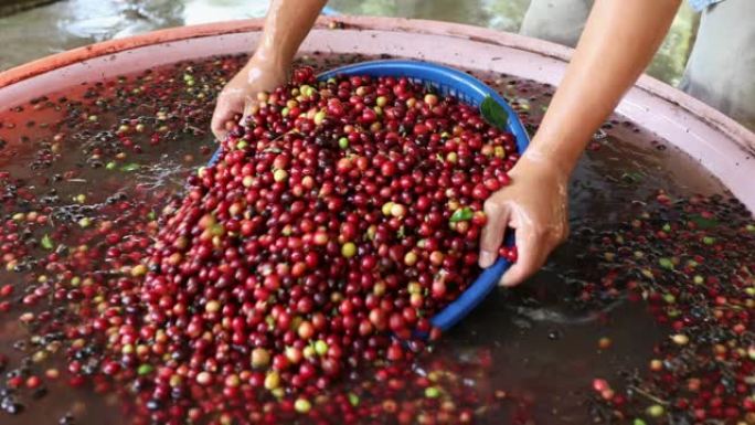 农民在进入制粉过程前用废物分离清洗咖啡红莓在大塑料罐中慢动作。