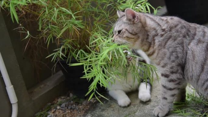 一只可爱的有银竹树的猫，暹罗山猫，天然药物植物