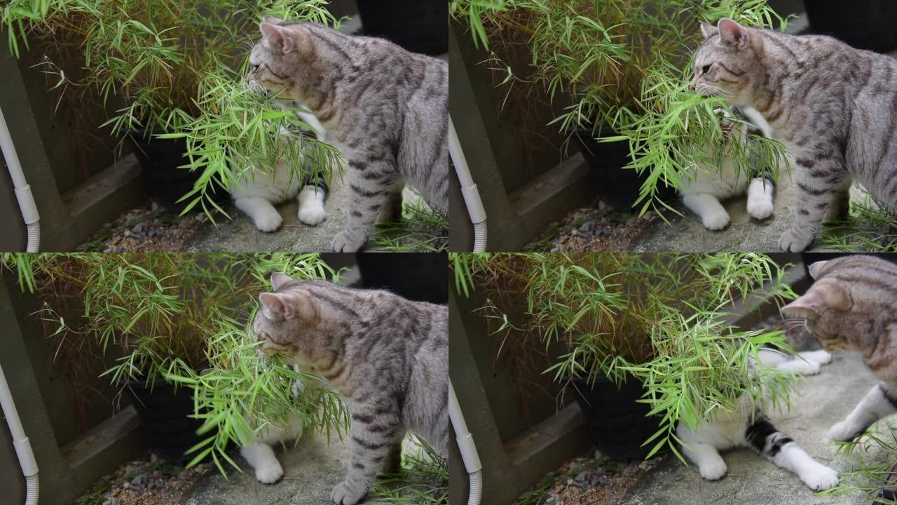 一只可爱的有银竹树的猫，暹罗山猫，天然药物植物