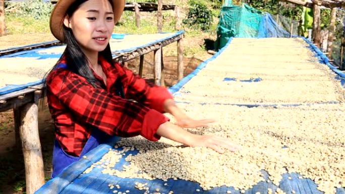 泰国北部清迈一个小镇的农民分拣咖啡