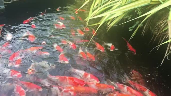 锦鲤鱼在水族馆游泳，花式鲤鱼，俯视图