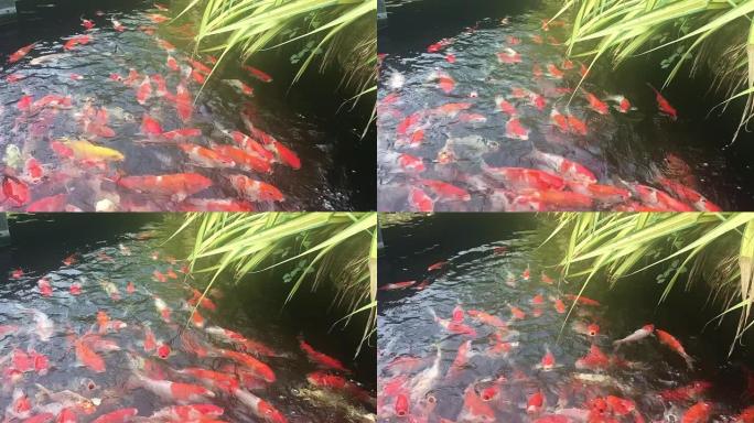锦鲤鱼在水族馆游泳，花式鲤鱼，俯视图