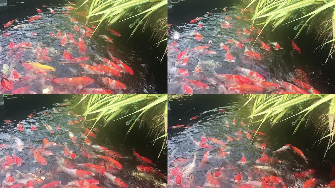 锦鲤鱼在水族馆游泳，花式鲤鱼，俯视图