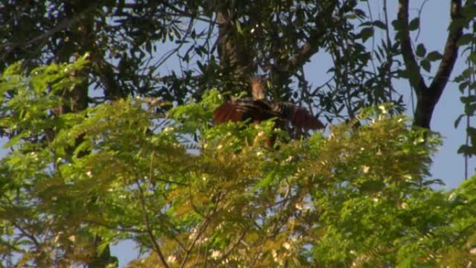 Hoatzin，Canje Pheasant，巴西: 死者河，新谷河，潘塔纳尔河，马托格罗索河，亚马