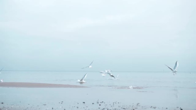 波罗的海冬季的海鸥