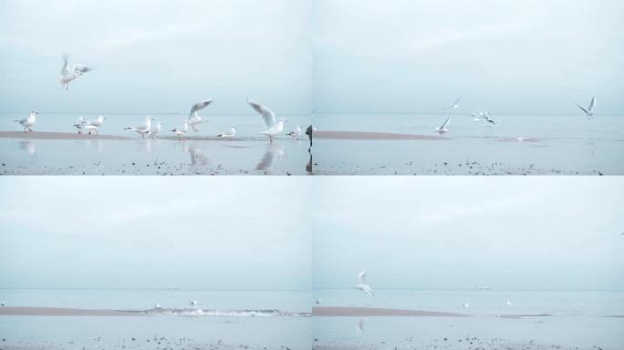 波罗的海冬季的海鸥