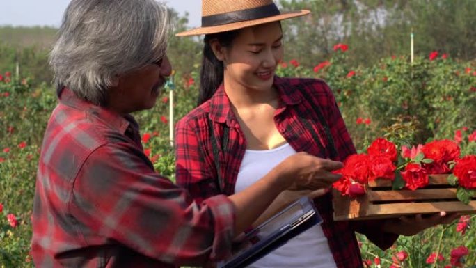 亚洲农民老人在检查玫瑰