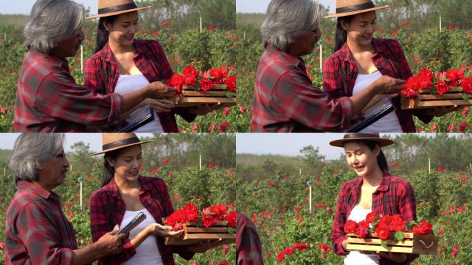 亚洲农民老人在检查玫瑰
