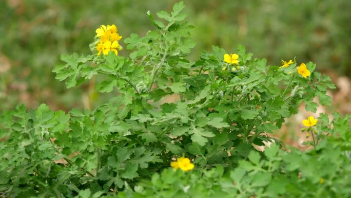 白屈菜 山黄连 断肠草