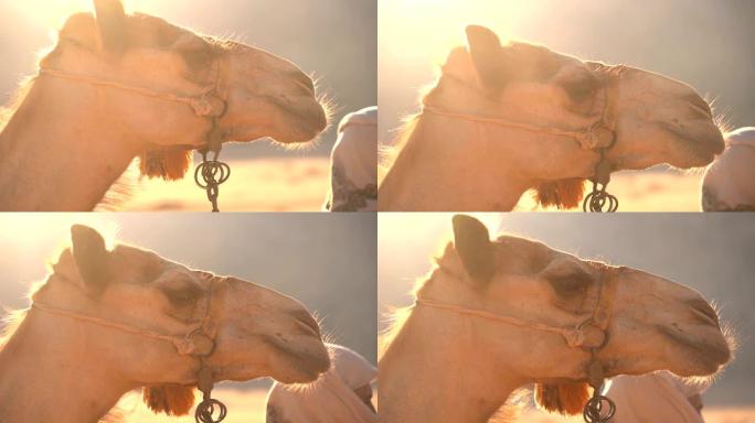 关闭约旦沙漠中的骆驼