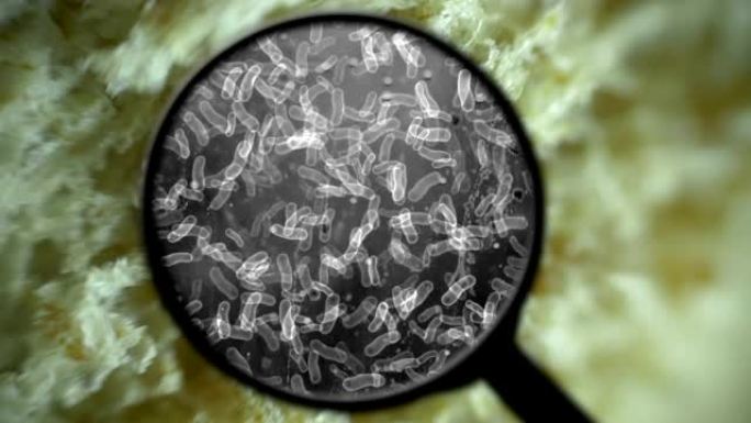 寻找面包中的细菌菌群微生物生病