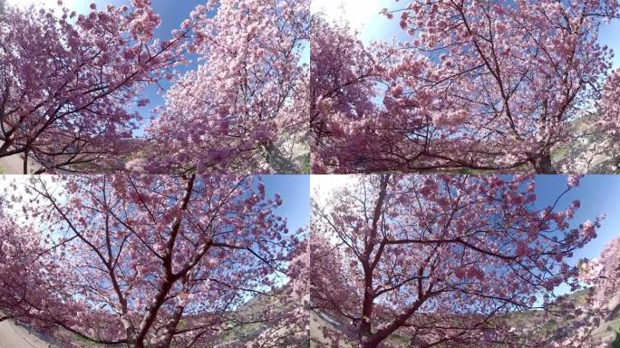 走在河津樱花下花树春季