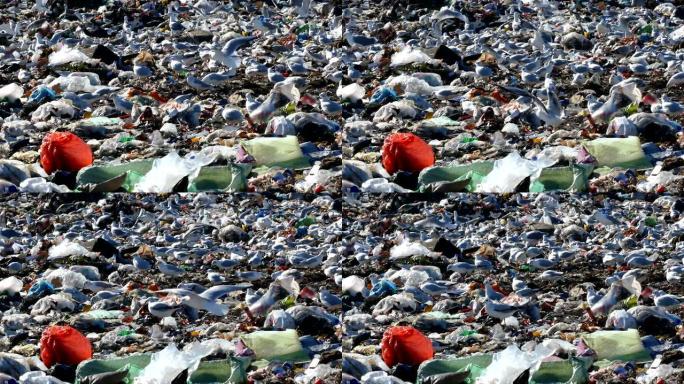 垃圾填埋场污染和海鸥群