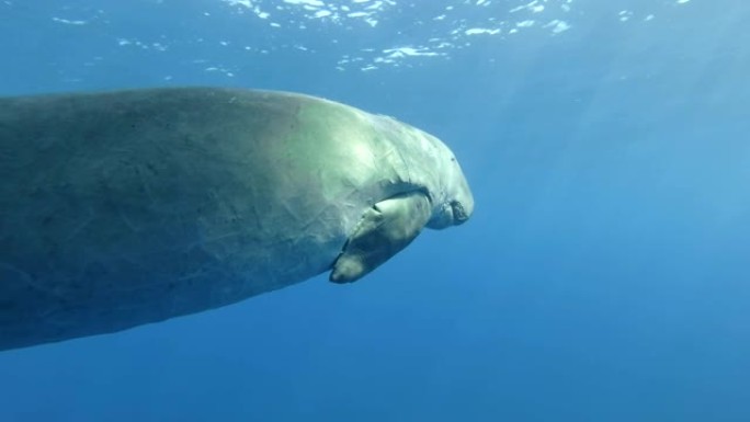 海牛 (Dugong dugon) 在蓝色的水中睡觉并在水面下缓慢游泳。水下镜头，特写。红海、赫姆斯