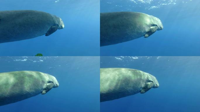 海牛 (Dugong dugon) 在蓝色的水中睡觉并在水面下缓慢游泳。水下镜头，特写。红海、赫姆斯