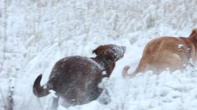 狗在雪地慢动作上追赶