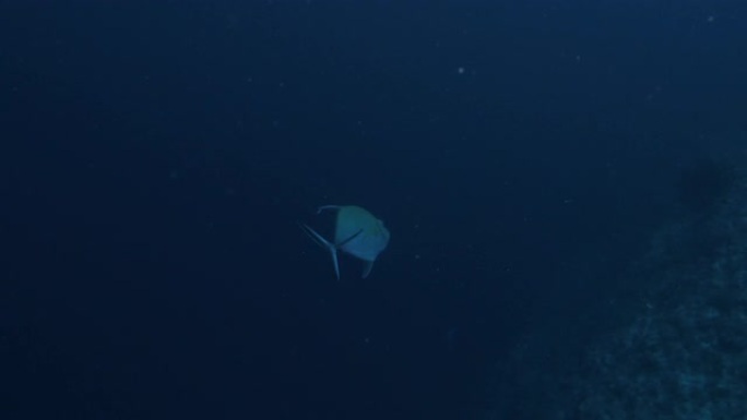 黑杰克鱼 (黑Trevally，Caranx lugubris) 海底特写