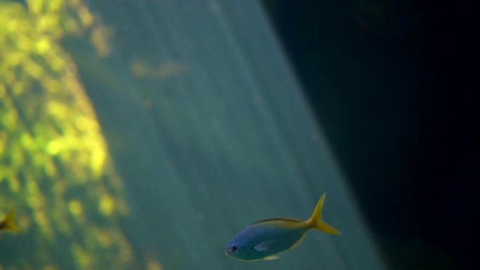 慢镜头鱼在海的水下潜水和游泳，美丽的阳光通过海洋海洋，一条鱼游泳在绿色植物和黑暗的背景