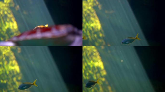 慢镜头鱼在海的水下潜水和游泳，美丽的阳光通过海洋海洋，一条鱼游泳在绿色植物和黑暗的背景