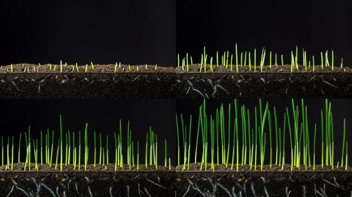 在黑暗的土地上加速了新鲜的新绿草的生长。延时。4K.种植小麦是最适合堪萨斯州和内布拉斯加州广大平原的