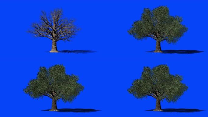 山毛榉树延时生长，蓝屏Chromakey