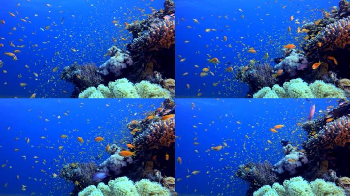 热带珊瑚水下花园生活
