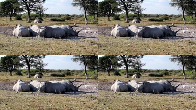 恢复white rhinoceros博茨瓦纳,非洲