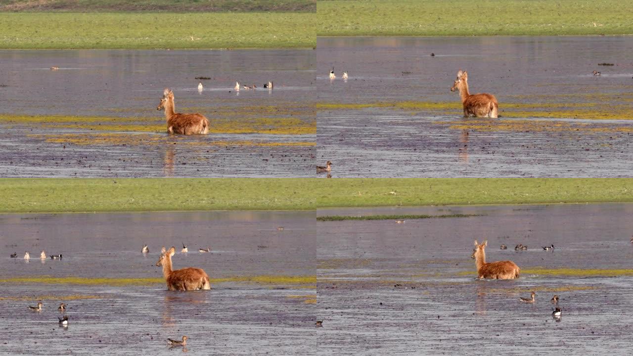 一群水鹿觅食并以藻类为食