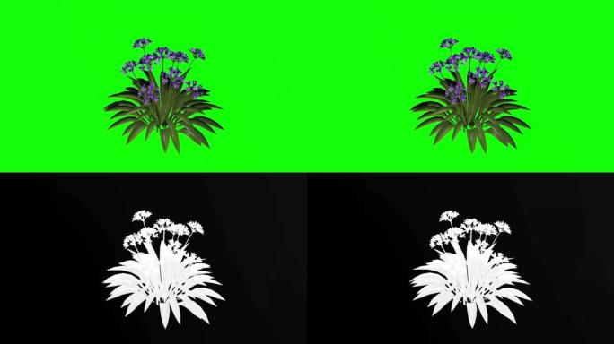 高清20秒3d非洲莉莉紫色花朵动画阿尔法镜头包含易于使用