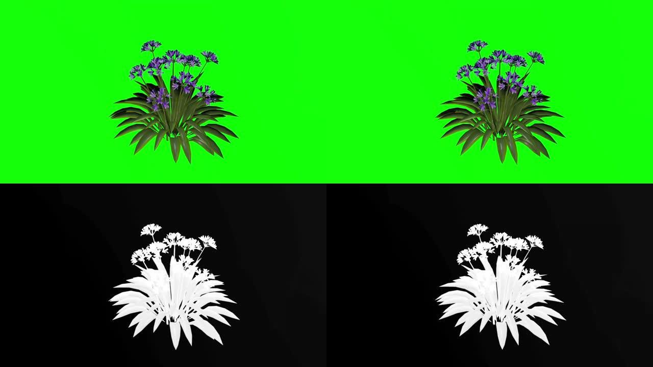高清20秒3d非洲莉莉紫色花朵动画阿尔法镜头包含易于使用