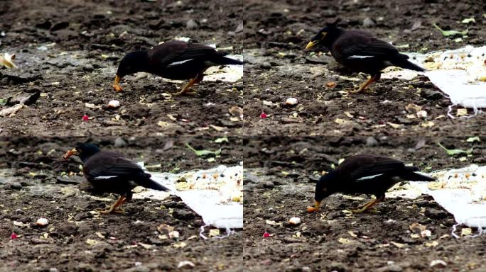 八哥鸟吃食物