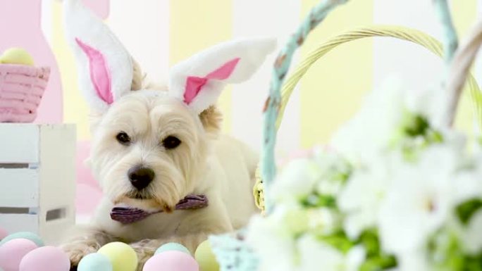 兔子耳朵的有趣狗。复活节假期