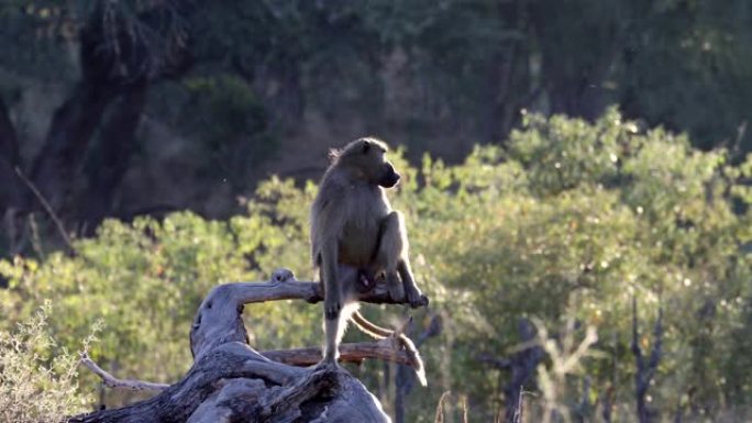 猴子Chacma狒狒，纳米比亚非洲野生动物园