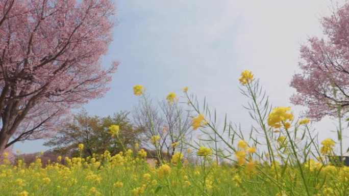 油菜花和樱花在风中摇曳