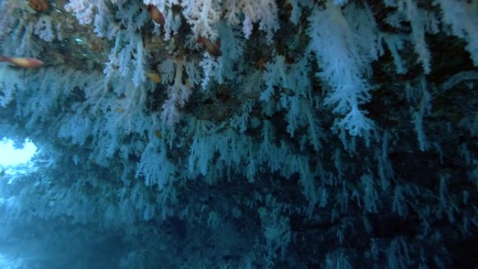 软珊瑚-Scleronephthya，印度洋，马尔代夫，亚洲