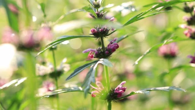 Leonurus sibiricus，常见的益母草，蜜草或西伯利亚益母草，是一种草本植物，原产于中国