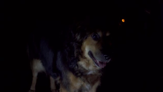 警犬的肖像，在晚上，由警察红色和蓝色的闪光灯点亮。