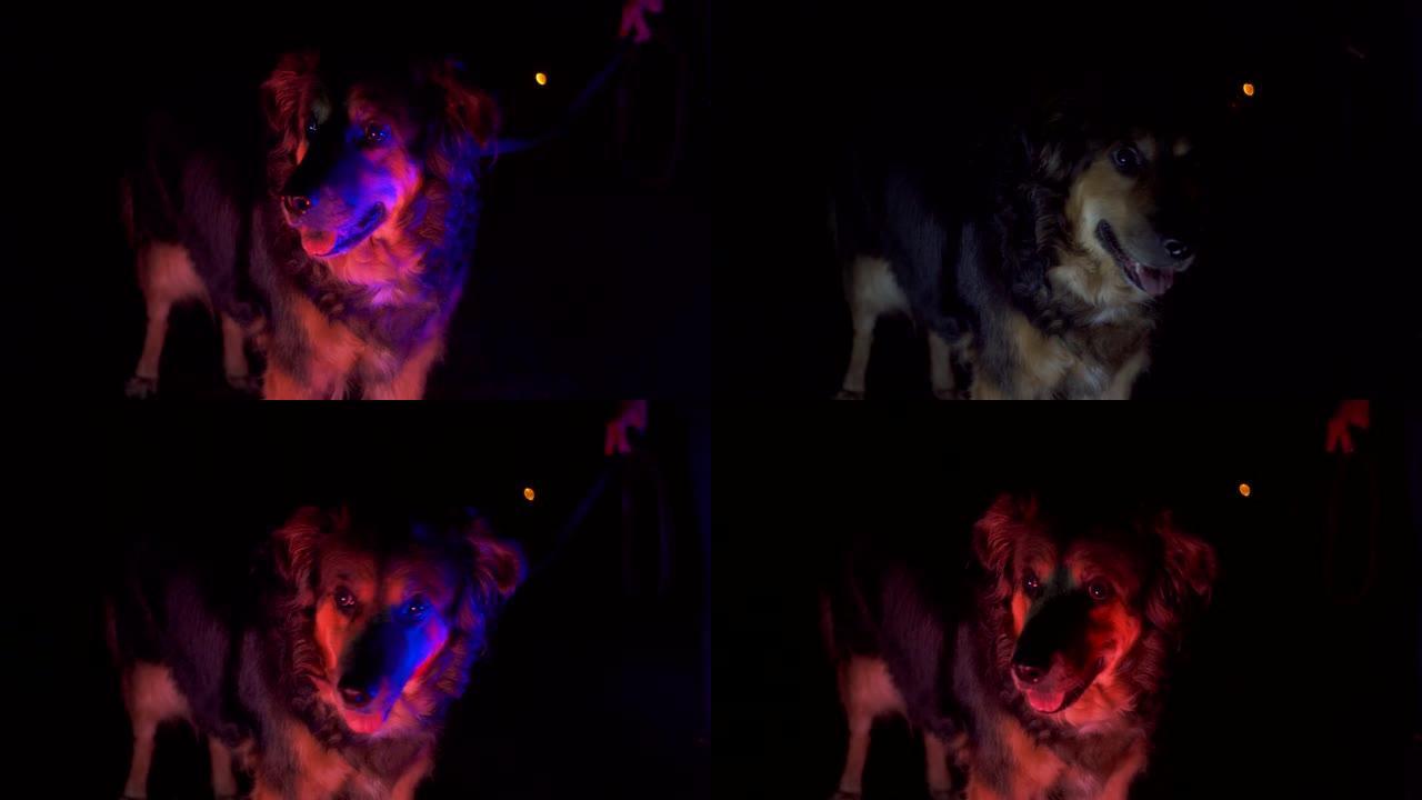 警犬的肖像，在晚上，由警察红色和蓝色的闪光灯点亮。