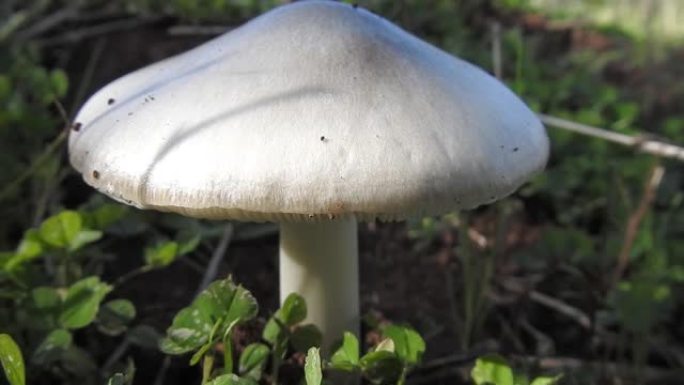 蘑菇蘑菇有机森林