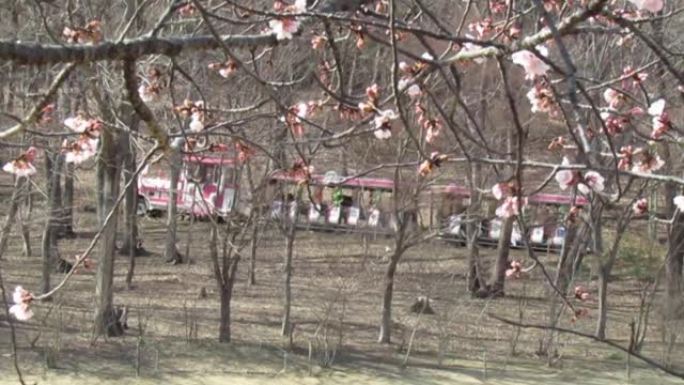 日本。三月初。Tochige市公园中的游乐列车和樱花。