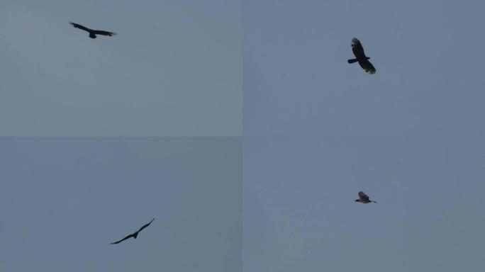 Crested honey buzzard (ptilorhynchus) -兴安自然保护区