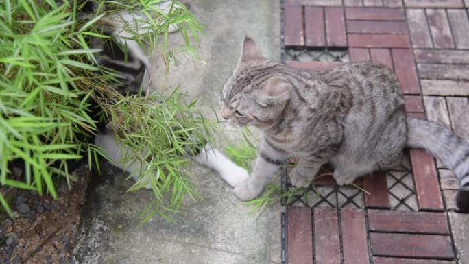 一只可爱的有银竹树的猫，暹罗山猫，天然药物植物