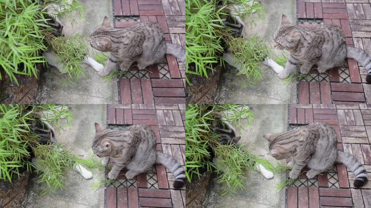 一只可爱的有银竹树的猫，暹罗山猫，天然药物植物